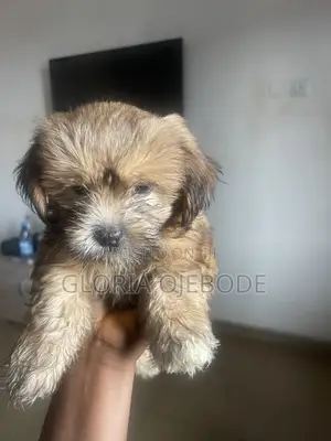 0-1 month Male Purebred Lhasa Apso