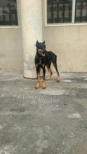 6-12 months Female Purebred Doberman Pinscher