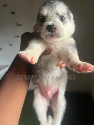 0-1 month Male Mixed Breed Siberian Husky