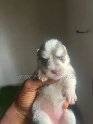0-1 month Female Mixed Breed Siberian Husky