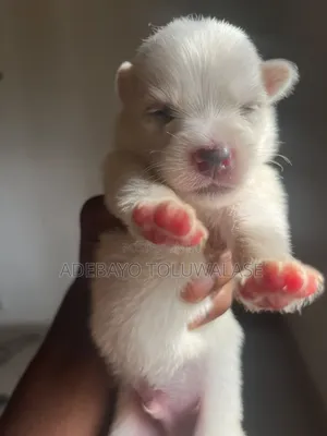 0-1 month Male Mixed Breed American Eskimo