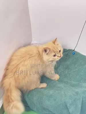 3-6 months Male Mixed Breed British Shorthair