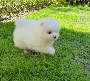 1-3 months Female Purebred Pomeranian