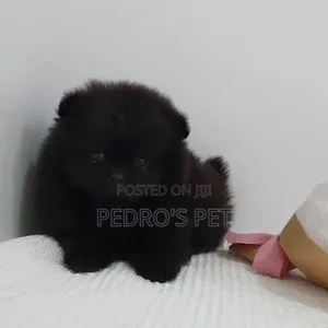 1-3 months Male Purebred Pomeranian