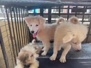 1-3 months Male Purebred American Eskimo