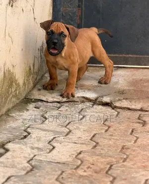 1-3 months Male Purebred Boerboel