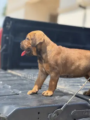 1-3 months Female Purebred Boerboel