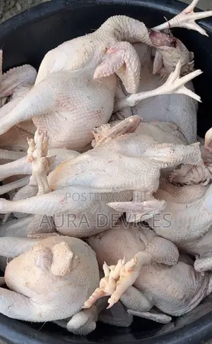 Layers Chicken