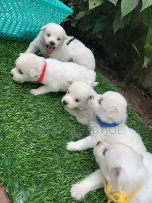 1-3 months Female Purebred American Eskimo