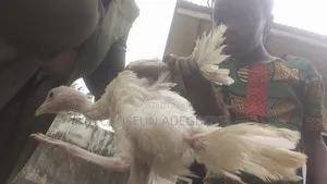 Local Turkey
