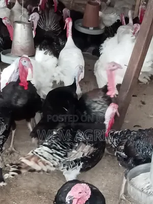 Mature Local Turkeys