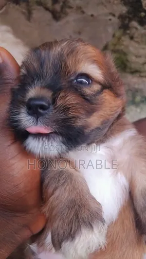 0-1 month Male Purebred Lhasa Apso