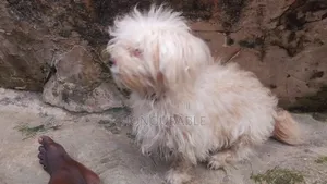 1+ year Female Purebred Lhasa Apso