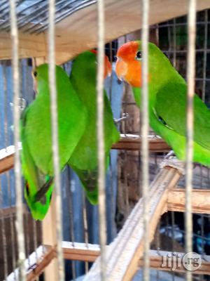 Love Birds