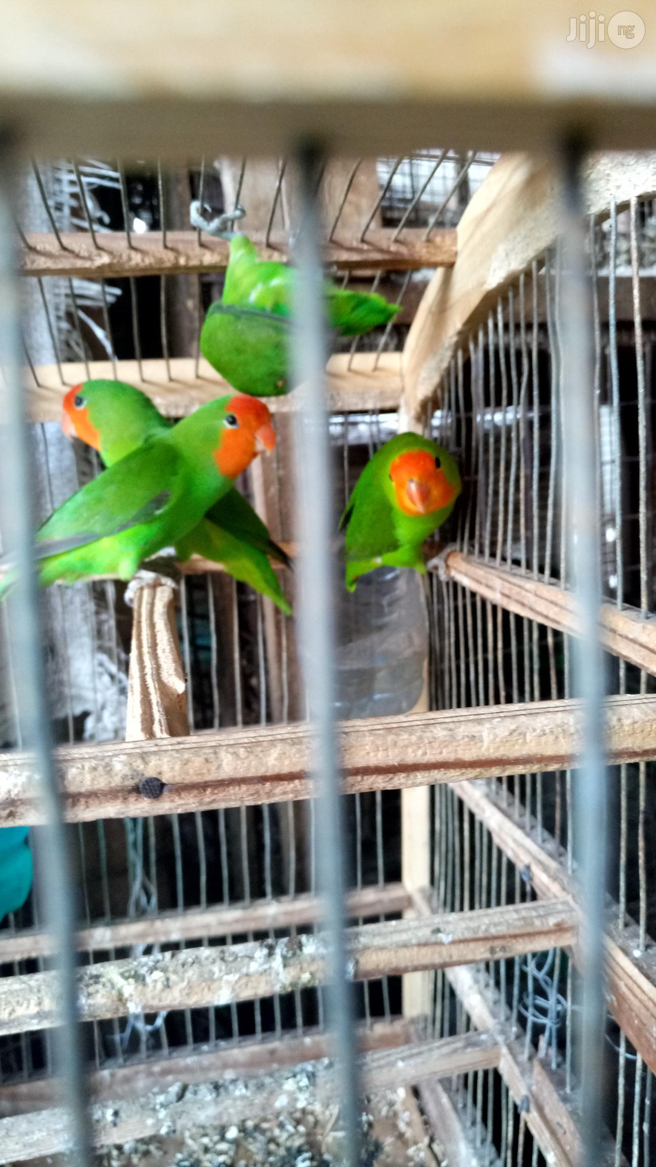 Love Birds