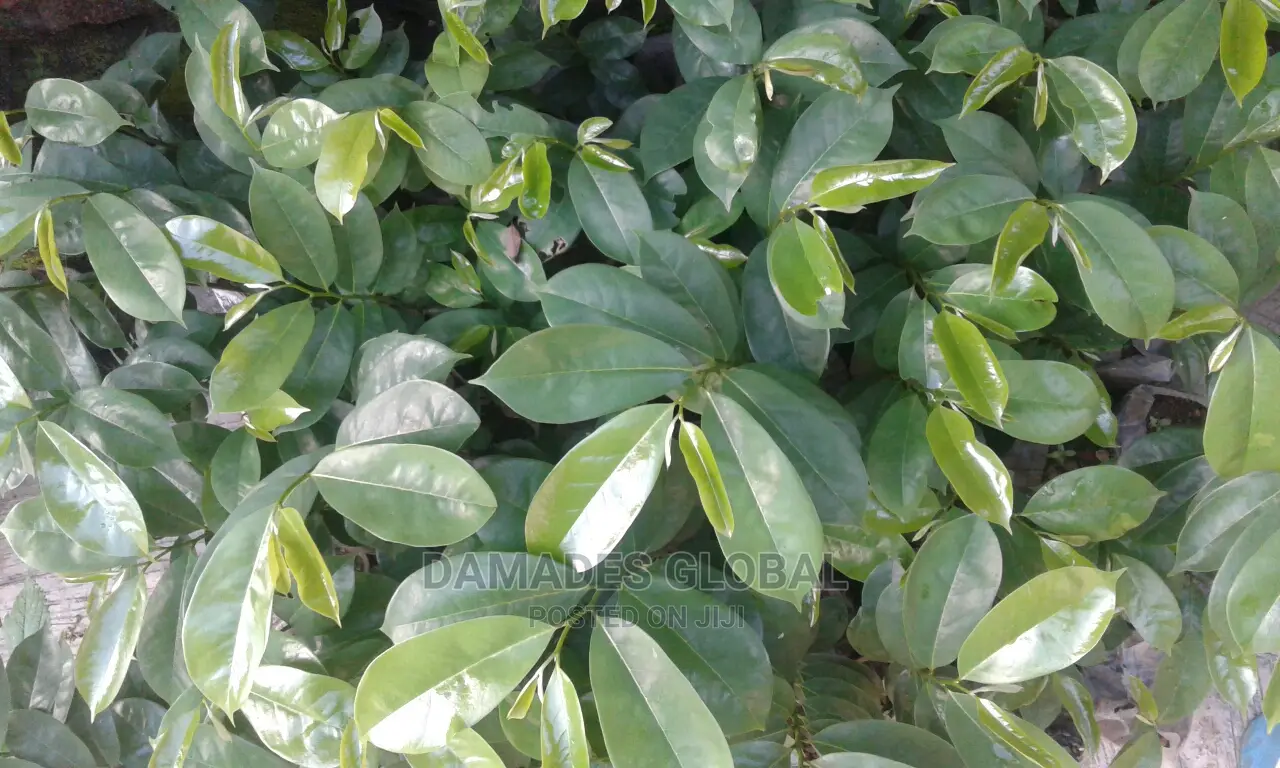Soursop Seedlings