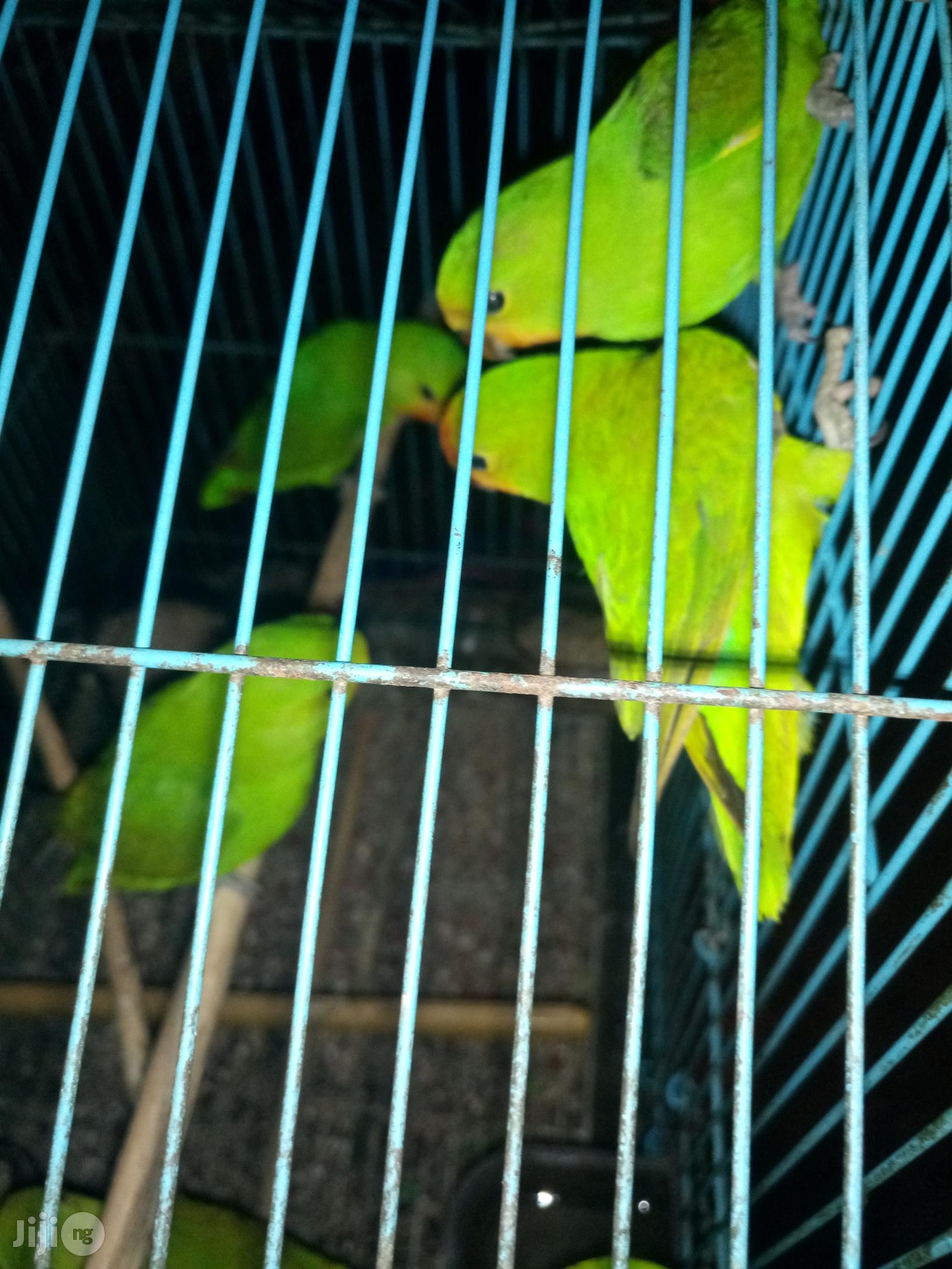 Love Birds