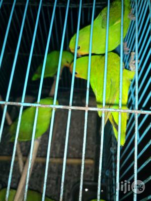 Love Birds