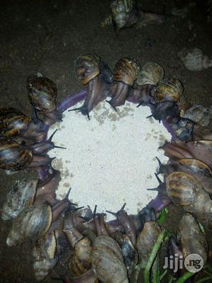 Snail Feed Booster