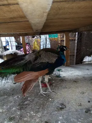 Adults Peacocks for Sale