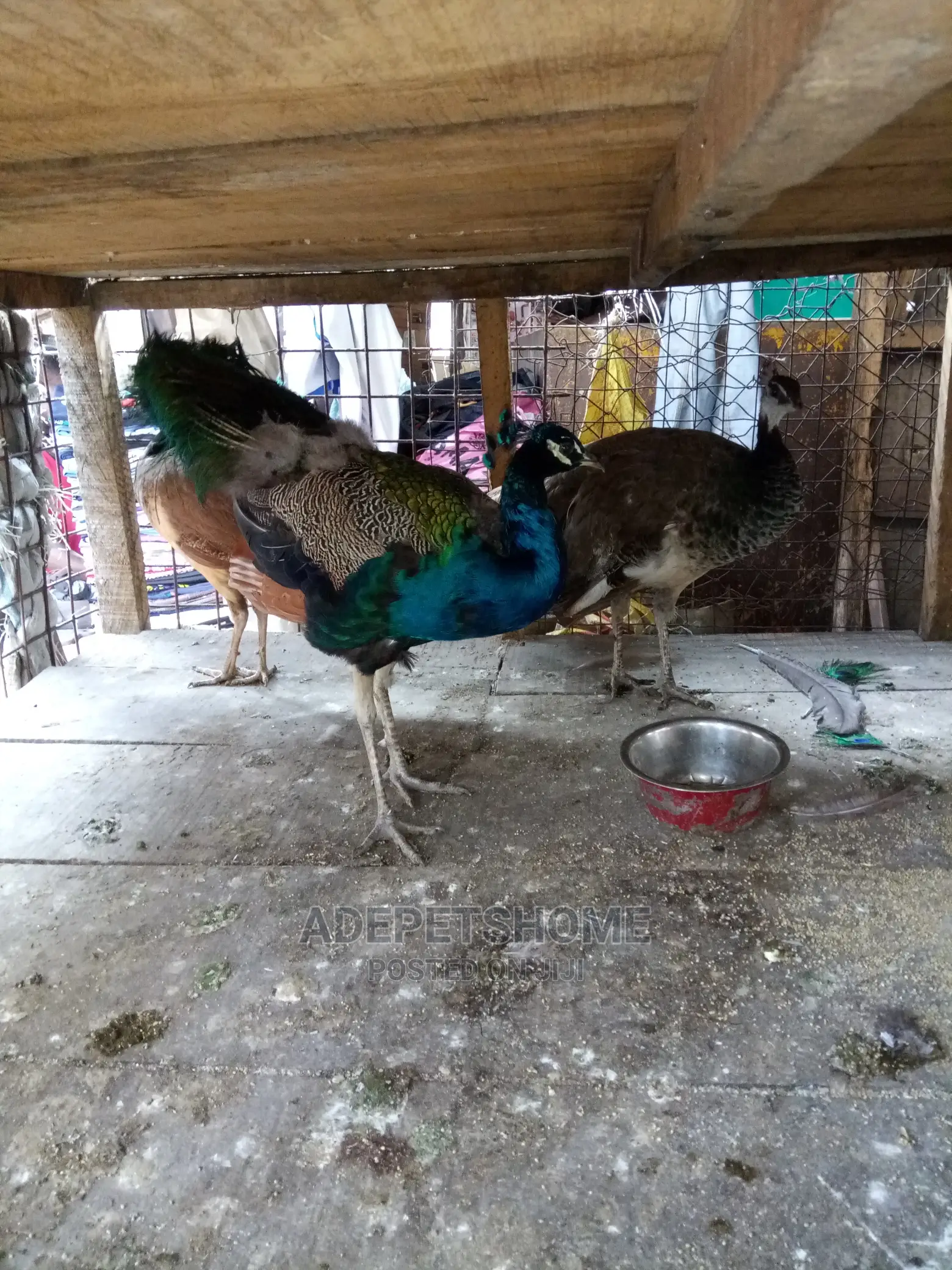 Adults Peacocks for Sale