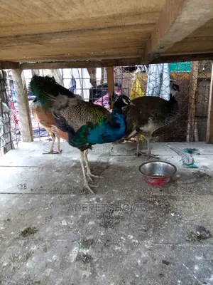Adults Peacocks for Sale