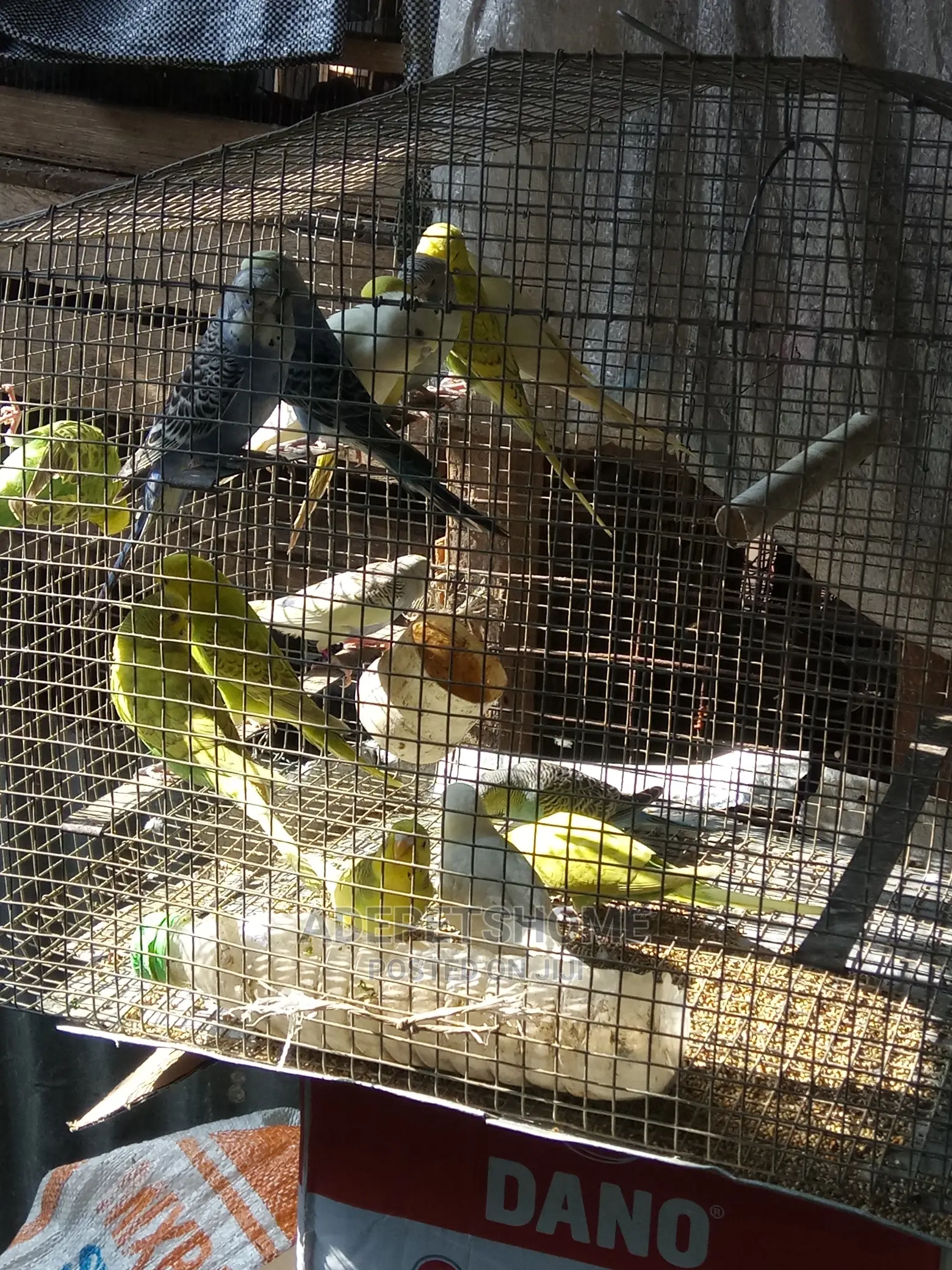 Buggie Parrots for Sell