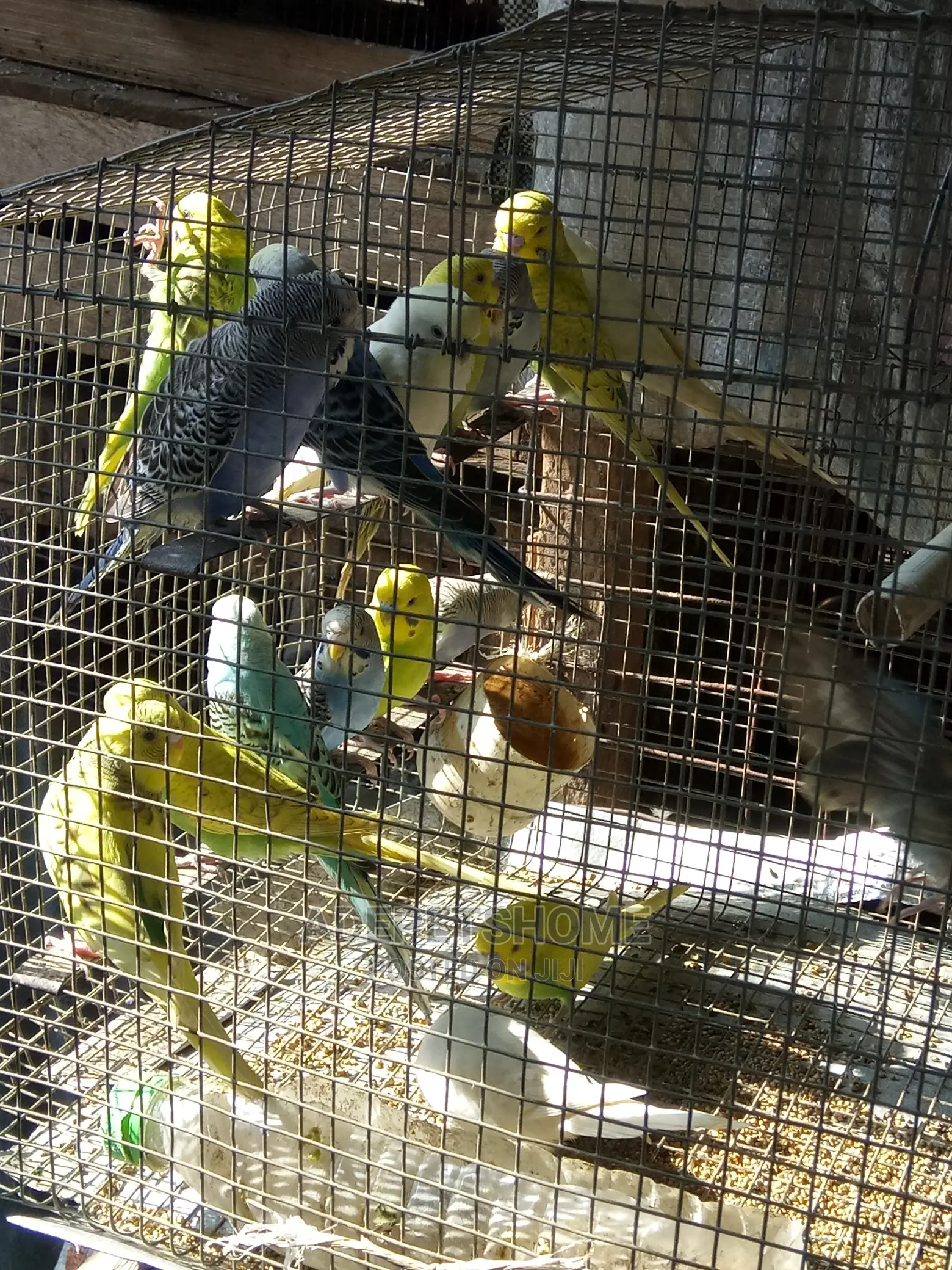 Buggie Parrots for Sell