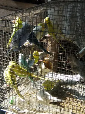 Buggie Parrots for Sell