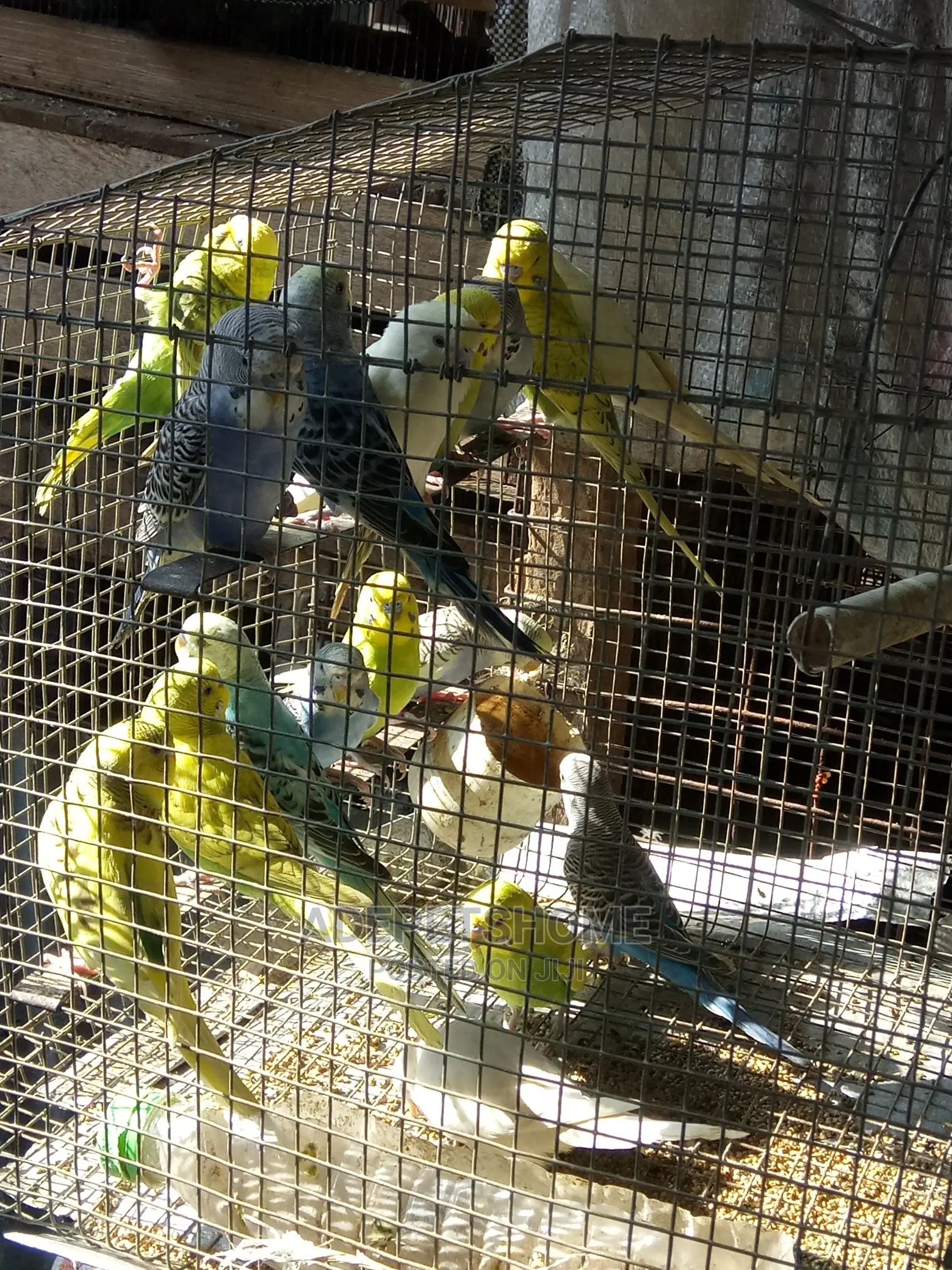 Buggie Parrots for Sell
