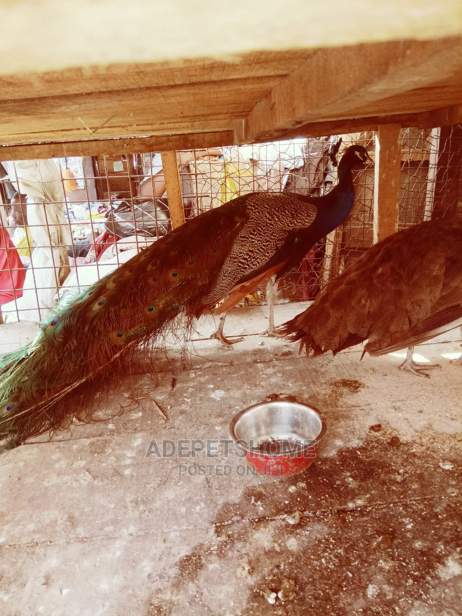 Peacock Pair for Sale