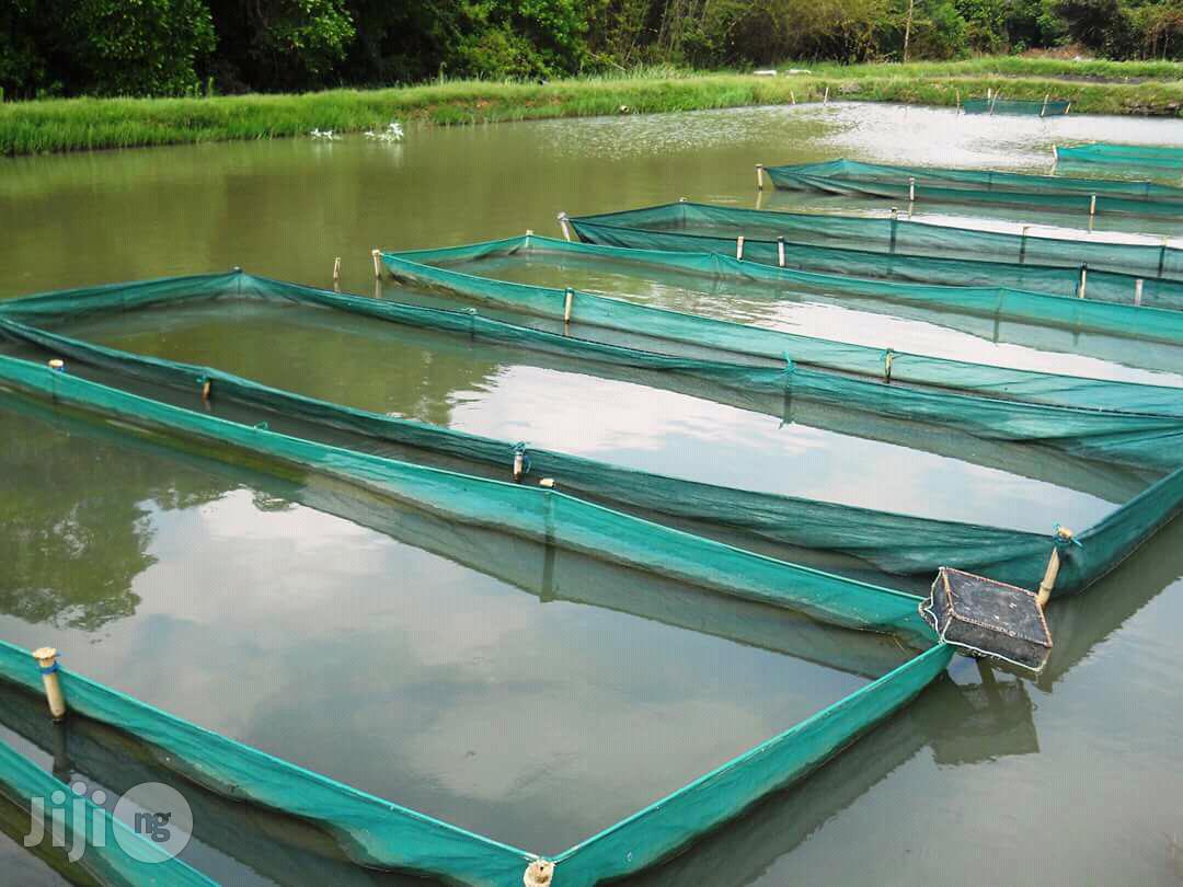 Moblie Fish Pond