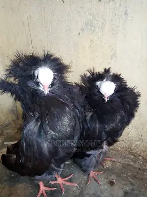 Foreign Pigeons For Sale