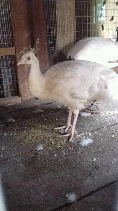 White Peacocks