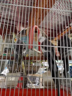 Cockatiels Parrots for Sale