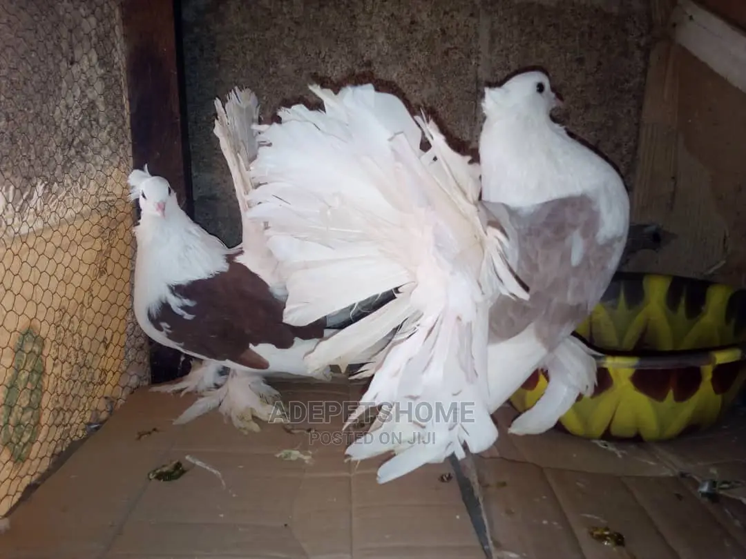 Indian Fantail Pigeons