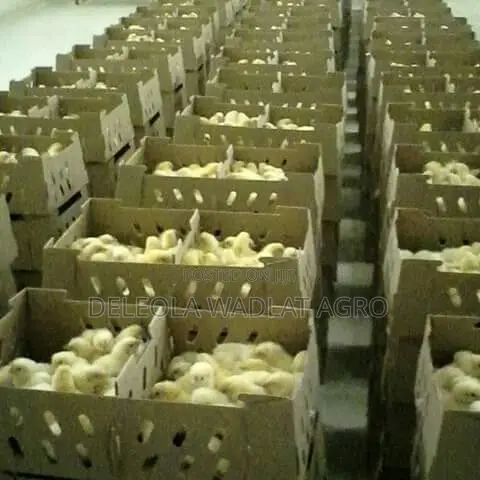 Quality Day Old Broiler