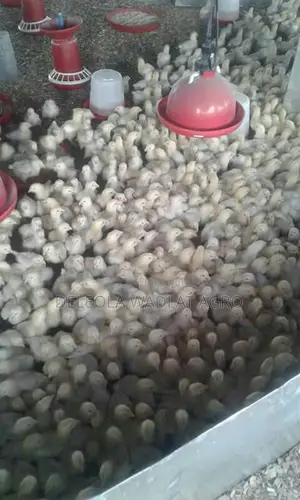 Quality Day Old Broiler