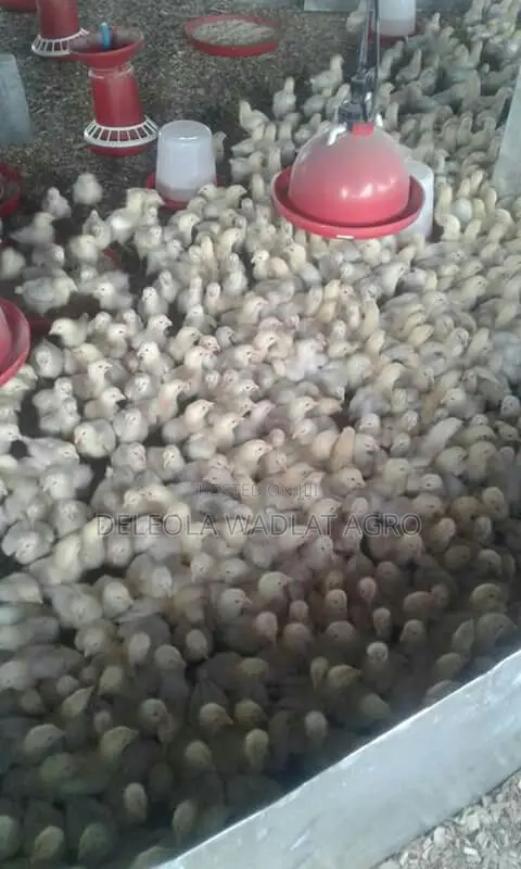 Quality Day Old Broiler