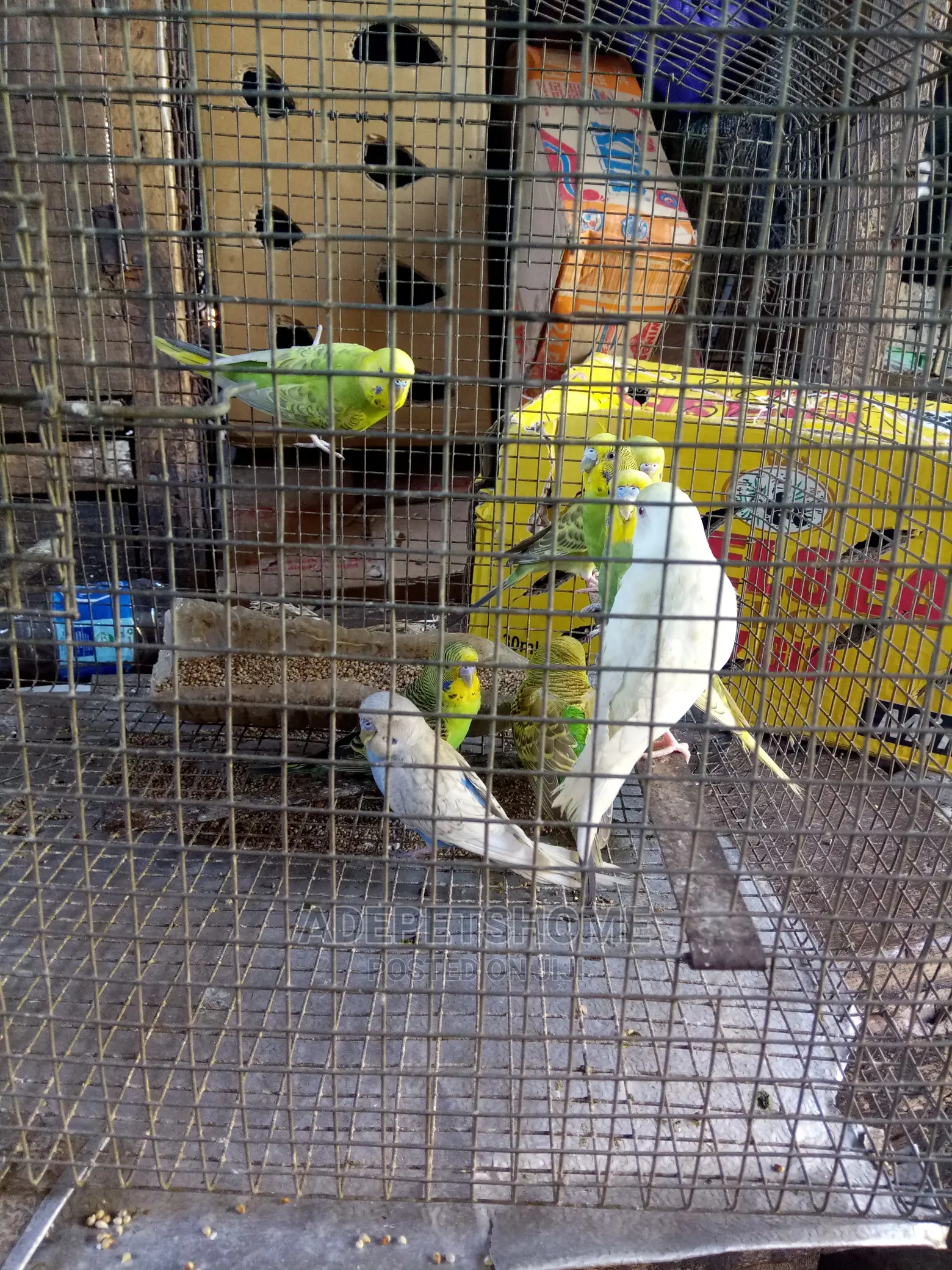 Beautiful Buggie Parrots For Sale