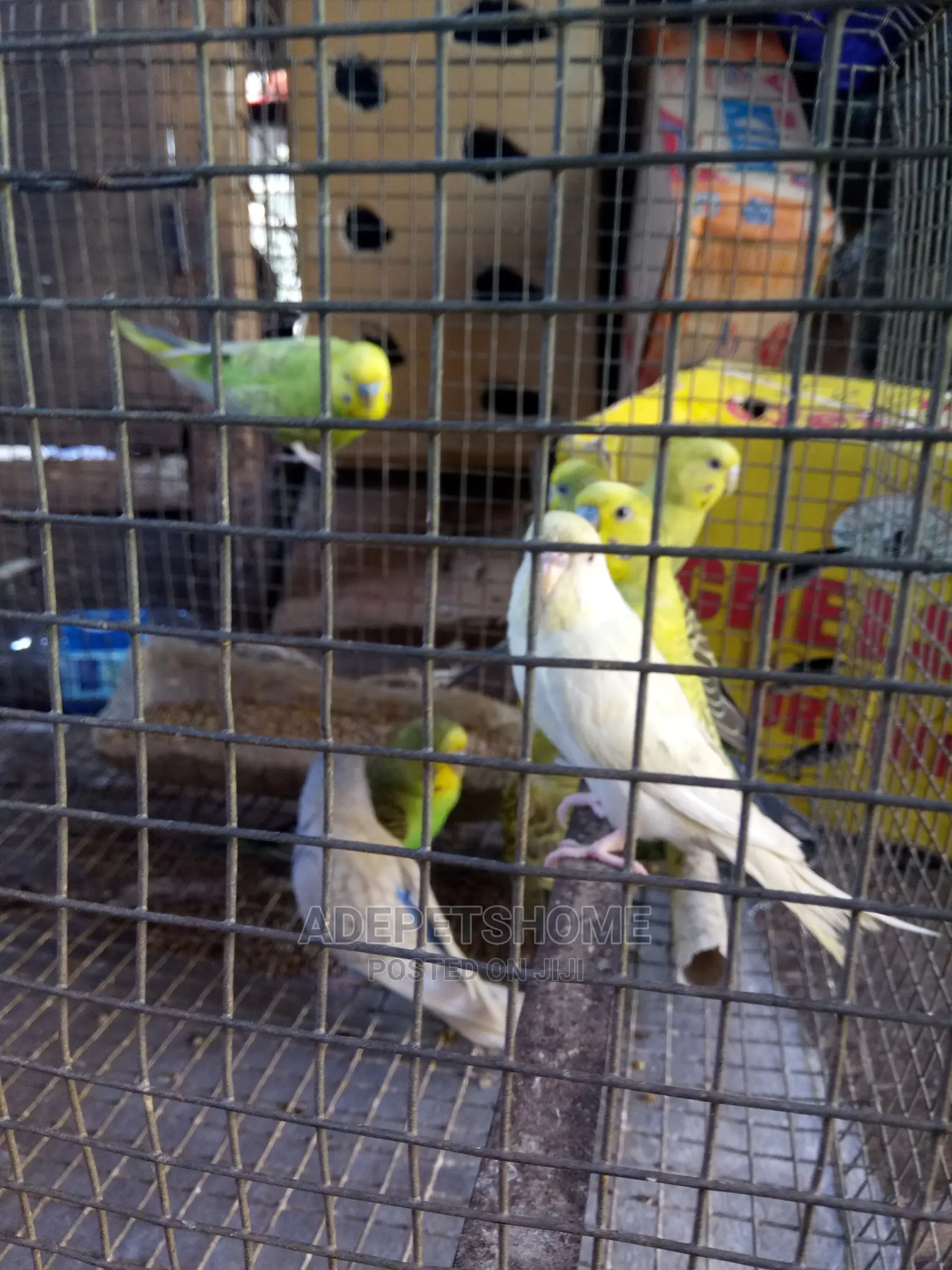 Beautiful Buggie Parrots For Sale