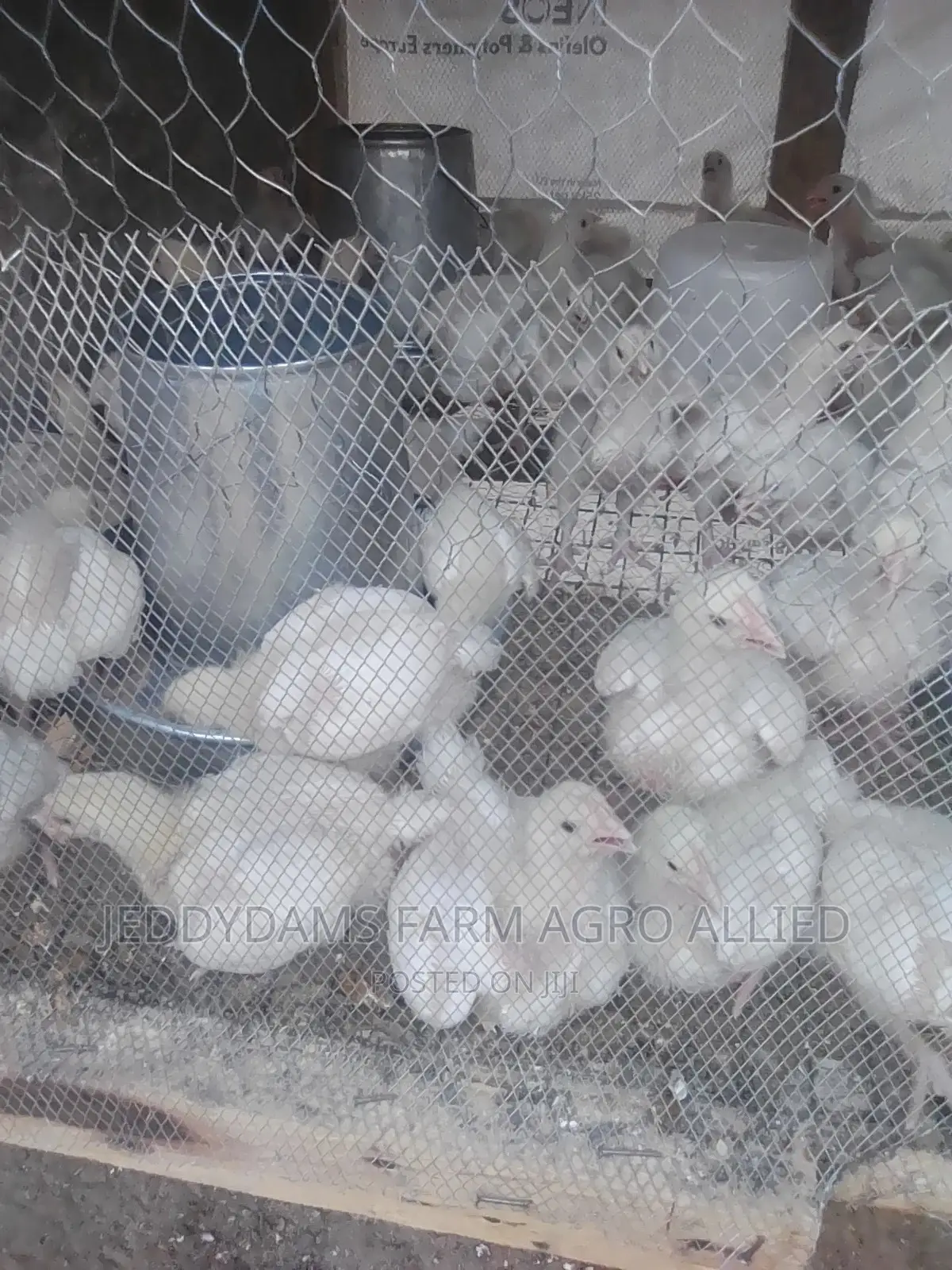 Weeks Old Broiler