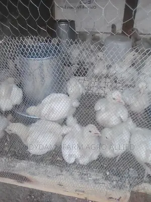Weeks Old Broiler
