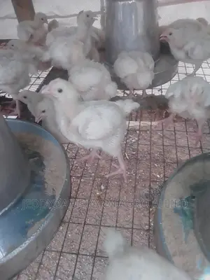 Weeks Old Broiler