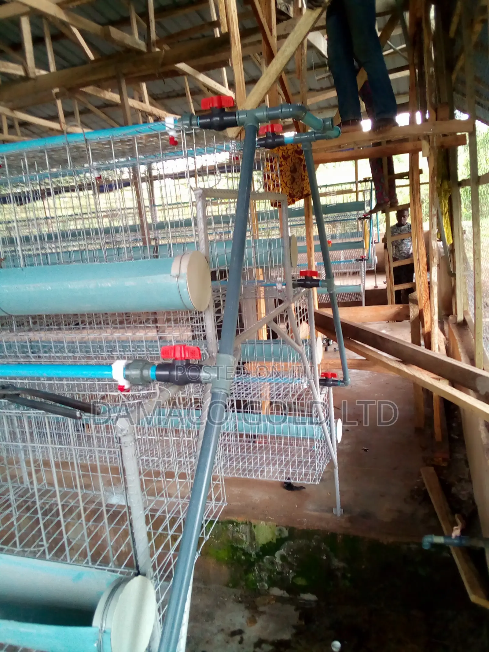Quality Battery Cage