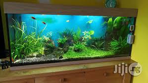 Aquarium Designs And Installations