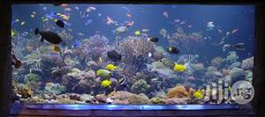 Aquarium Fish Tanks Designs And Installations