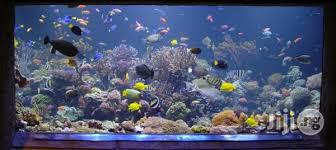 Aquarium Fish Tanks Designs And Installations