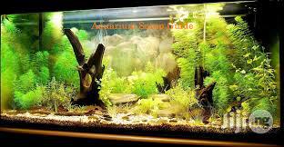 Aquarium Fish Tanks Designs And Installations
