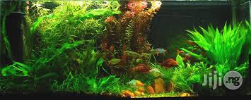 Portable Aquariums